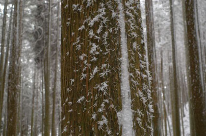 植林の木にも樹氷が着いている