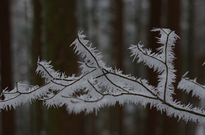 植林の中の樹氷