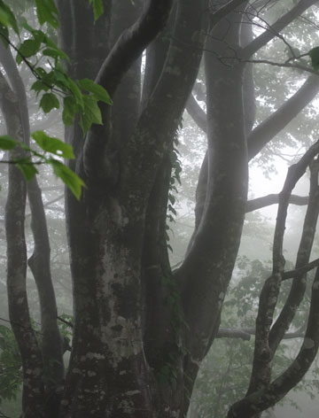 野坂岳のブナ林